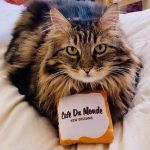 cafe-du-monde-beignet-pet-toy.jpg
