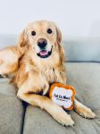 cafe-du-monde-beignet-pet-toy.jpg